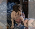 Small #2 Great Dane