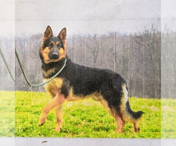Medium Photo #6 German Shepherd Dog Puppy For Sale in QUARRYVILLE, PA, USA