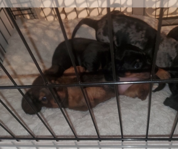 Medium Photo #6 Dachshund Puppy For Sale in MYSTIC, IA, USA