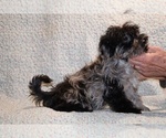 Small #3 Yorkiepoo mix (+ Poodle Toy)