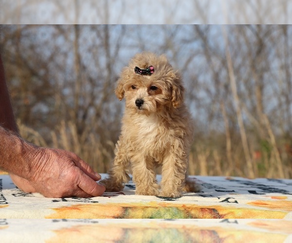 Medium Photo #7 Poodle (Toy) Puppy For Sale in DYERSBURG, TN, USA