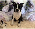 Puppy Missy Boston Terrier