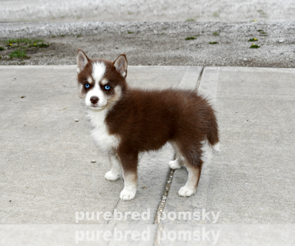 Medium Photo #4 Pomsky Puppy For Sale in KANSAS CITY, MO, USA