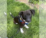 Small #1 Mutt