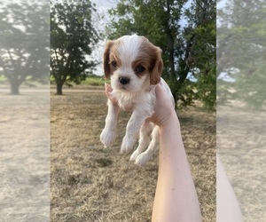 Cavalier King Charles Spaniel Puppy for sale in BROWNWOOD, TX, USA