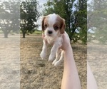 Image preview for Ad Listing. Nickname: Archie