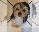 Small Photo #6 French Bulldog-Yorkshire Terrier Mix Puppy For Sale in HUDDLESTON, VA, USA