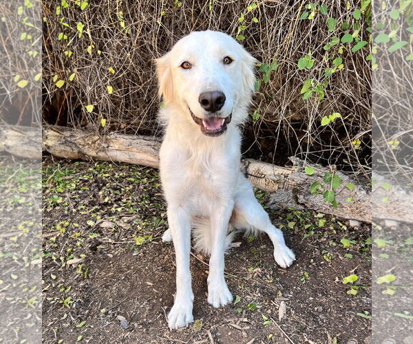 Medium Photo #2 Golden Pyrenees Puppy For Sale in Albuquerque, NM, USA