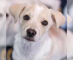 Small Photo #11 Chihuahua-Unknown Mix Puppy For Sale in San Diego, CA, USA