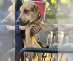 Dutch Shepherd -Unknown Mix Dogs for adoption in San Antonio, TX, USA