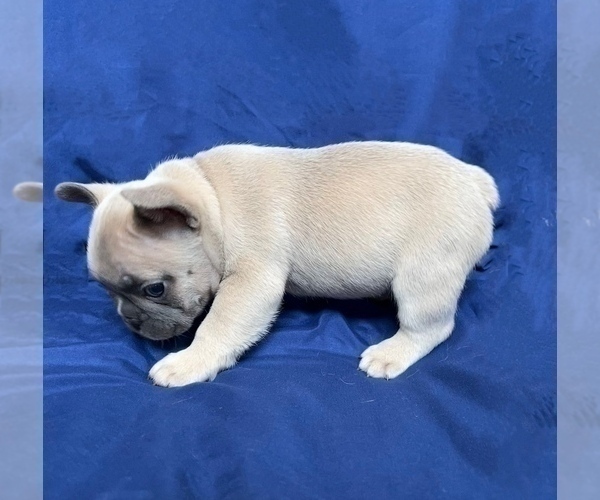 Medium Photo #10 French Bulldog Puppy For Sale in MONROE, GA, USA