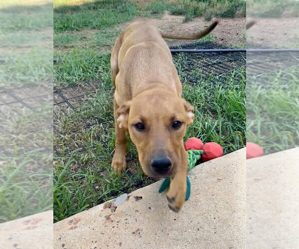 Medium Photo #15 Redbone Coonhound-Unknown Mix Puppy For Sale in Mooresville, NC, USA