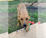 Small #14 Redbone Coonhound Mix