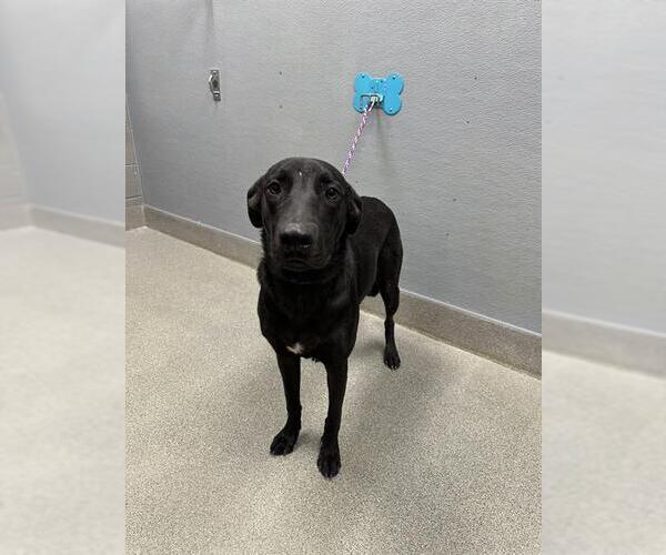 Medium Photo #1 Labrador Retriever-Unknown Mix Puppy For Sale in Las Vegas, NV, USA