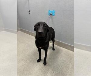Labrador Retriever-Unknown Mix Dogs for adoption in Las Vegas, NV, USA