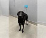 Small Labrador Retriever Mix