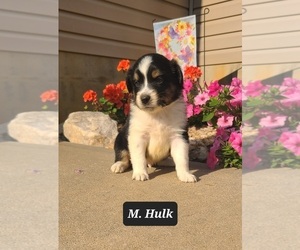 Miniature Australian Shepherd Puppy for sale in NATHALIE, VA, USA