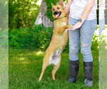 Small #5 Carolina Dog Mix