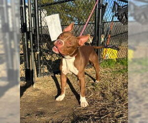 Mutt Dogs for adoption in Evansville, IN, USA