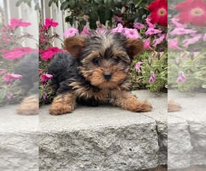 Yorkshire Terrier Puppy for sale in CANOGA, NY, USA