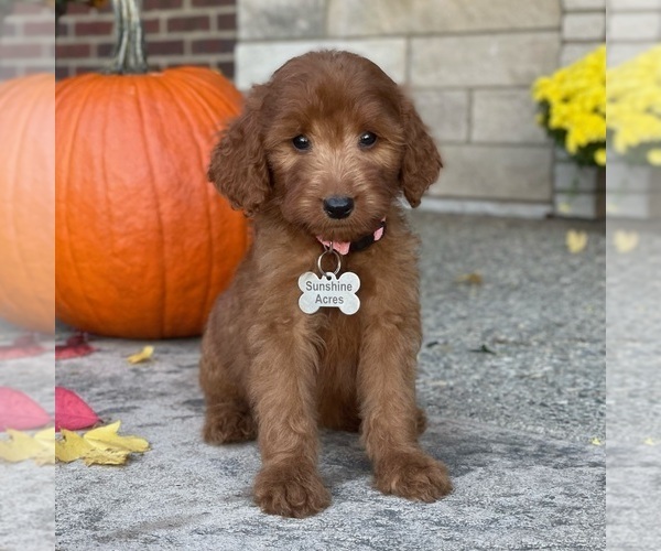 Medium Photo #3 Goldendoodle Puppy For Sale in WOLCOTT, IN, USA