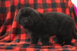 Newfoundland Puppy for sale in CUYAHOGA FALLS, OH, USA
