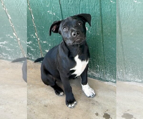 Medium Photo #2 Labrador Retriever-Unknown Mix Puppy For Sale in Green Forest, AR, USA