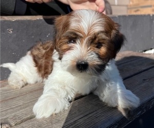 Havanese Puppy for sale in EVERETT, WA, USA