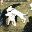 Small Photo #77 Dogo Argentino Puppy For Sale in PINEVILLE, MO, USA