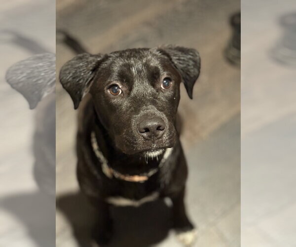 Medium Photo #6 Labrador Retriever-Unknown Mix Puppy For Sale in The Woodlands, TX, USA