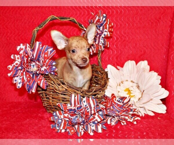Medium Photo #1 Chihuahua Puppy For Sale in CHARLESTON, AR, USA