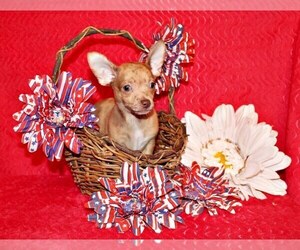 Medium Chihuahua