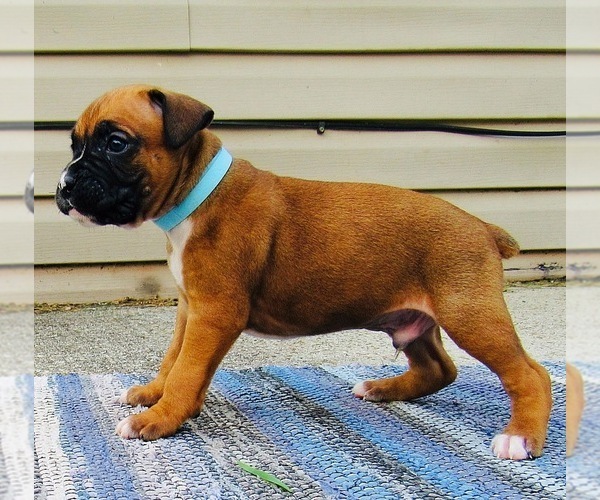Medium Photo #3 Boxer Puppy For Sale in MILFORD, IN, USA