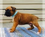 Small Photo #3 Boxer Puppy For Sale in MILFORD, IN, USA