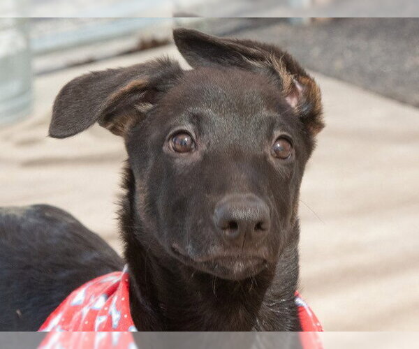 Medium Photo #2 German Shepherd Dog-Unknown Mix Puppy For Sale in San Andreas, CA, USA