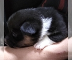 Small Photo #3 Pembroke Welsh Corgi Puppy For Sale in CIMARRON, NM, USA