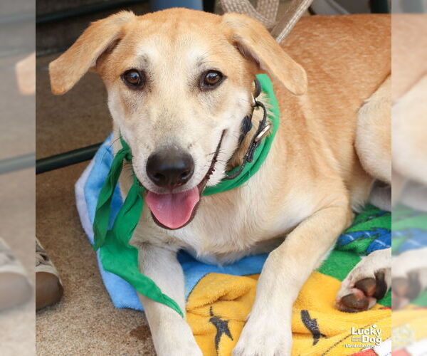 Medium Photo #10 Labrador Retriever-Unknown Mix Puppy For Sale in Washington, DC, USA
