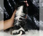 Small Photo #87 Cavalier King Charles Spaniel Puppy For Sale in WARSAW, IN, USA