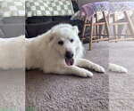 Small #1 Great Pyrenees