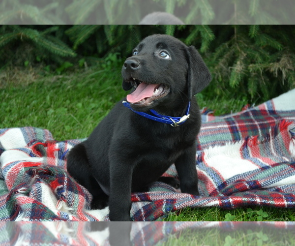 Medium Photo #4 Labrador Retriever Puppy For Sale in GREENWOOD, WI, USA