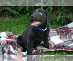 Small #3 Labrador Retriever