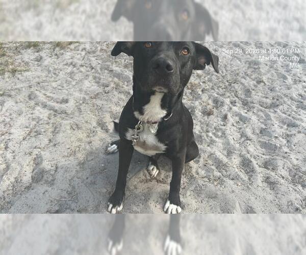 Medium Photo #1 American Pit Bull Terrier-Unknown Mix Puppy For Sale in Ocala, FL, USA