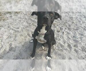 American Pit Bull Terrier-Unknown Mix Dogs for adoption in Ocala, FL, USA