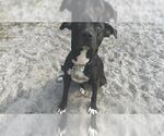 TIMBER - Male American Pit Bull Terrier-Unknown Mix Dog for Adoption - Small photo
