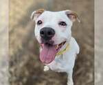 Small #3 American Pit Bull Terrier Mix