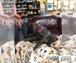 Small Photo #7 Great Dane Puppy For Sale in MOUNT PLEASANT, WI, USA