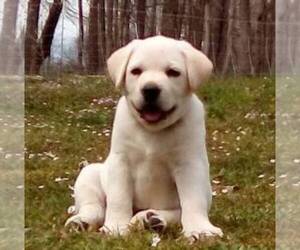 Labrador Retriever Puppy for sale in LINDEN, TN, USA