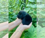 Small #1 Labrador Retriever