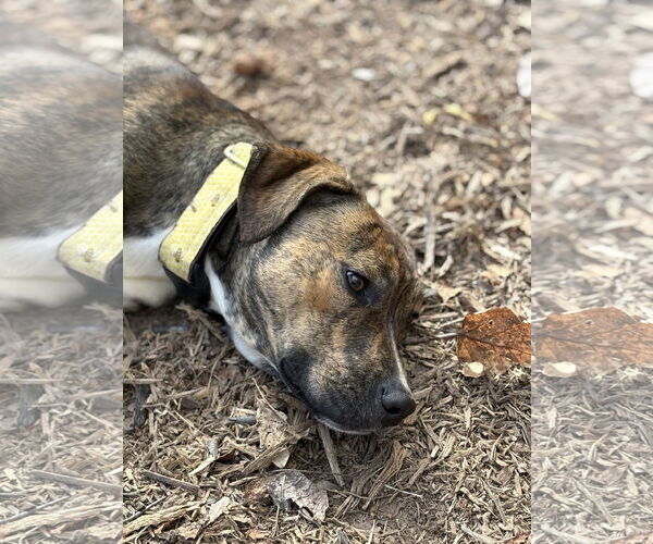 Medium Photo #6 Staffordshire Bull Terrier-Unknown Mix Puppy For Sale in Holly Springs, NC, USA