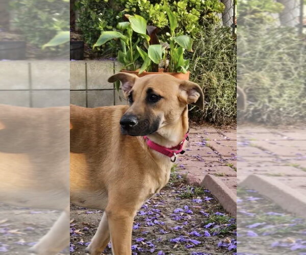 Medium Photo #18 Black Mouth Cur-Labrador Retriever Mix Puppy For Sale in San Diego, CA, USA